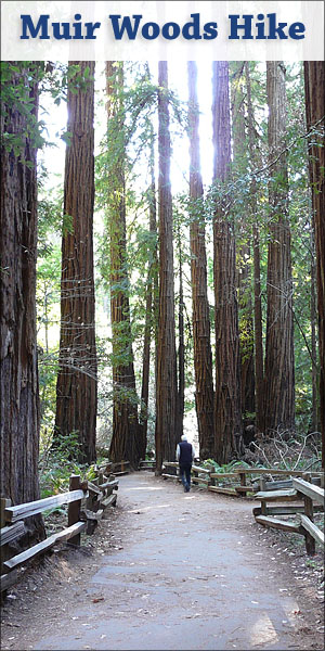 Muir Woods Hike